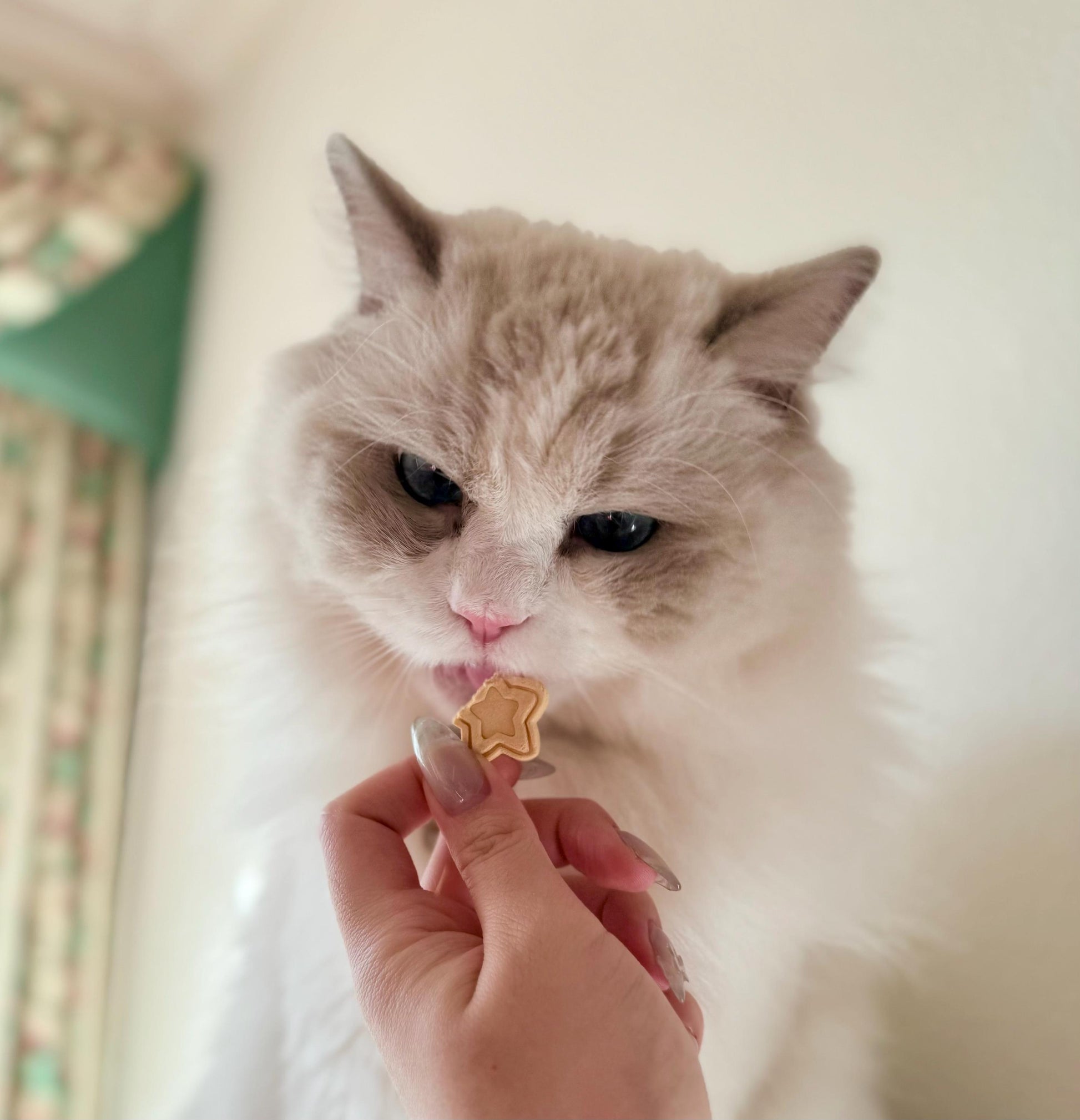 Mini Star Chicken Pet Treats 8 pcs