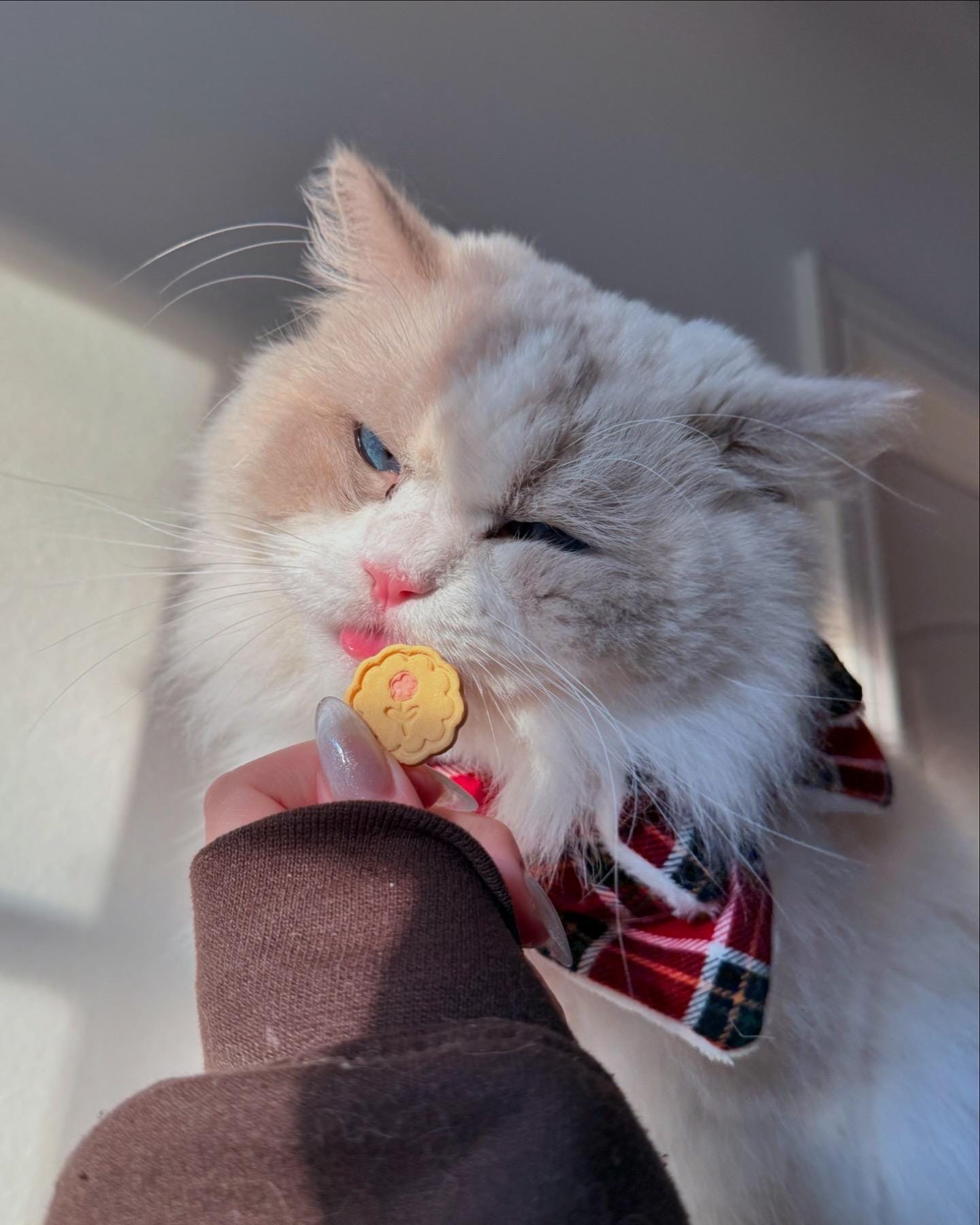 Mini Flower Cookie Pet Treats 8 pcs