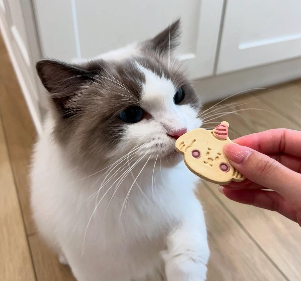 Birthday Party Pet Treats 4 pcs