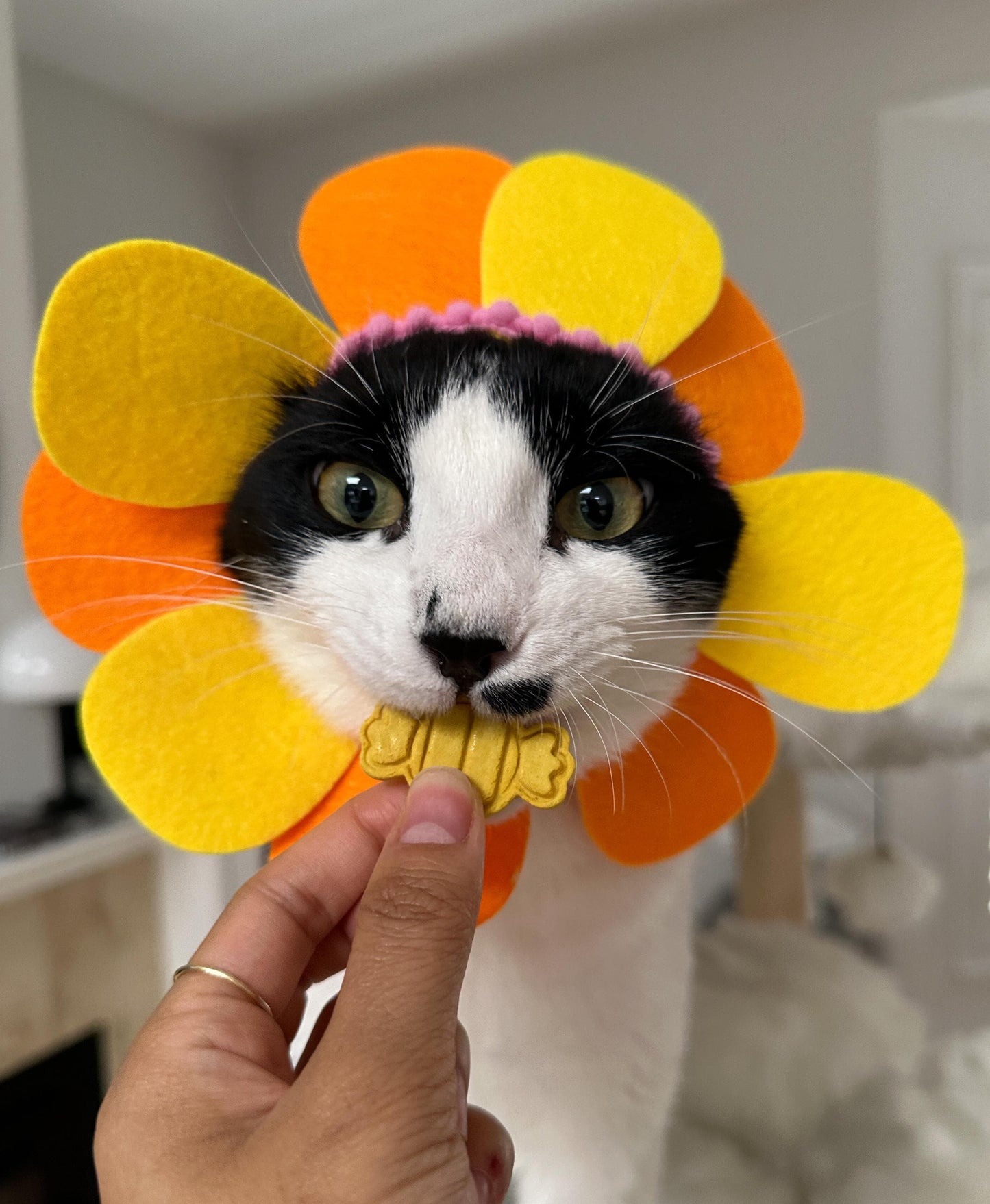 Halloween Candy Pet Treats 8 pcs