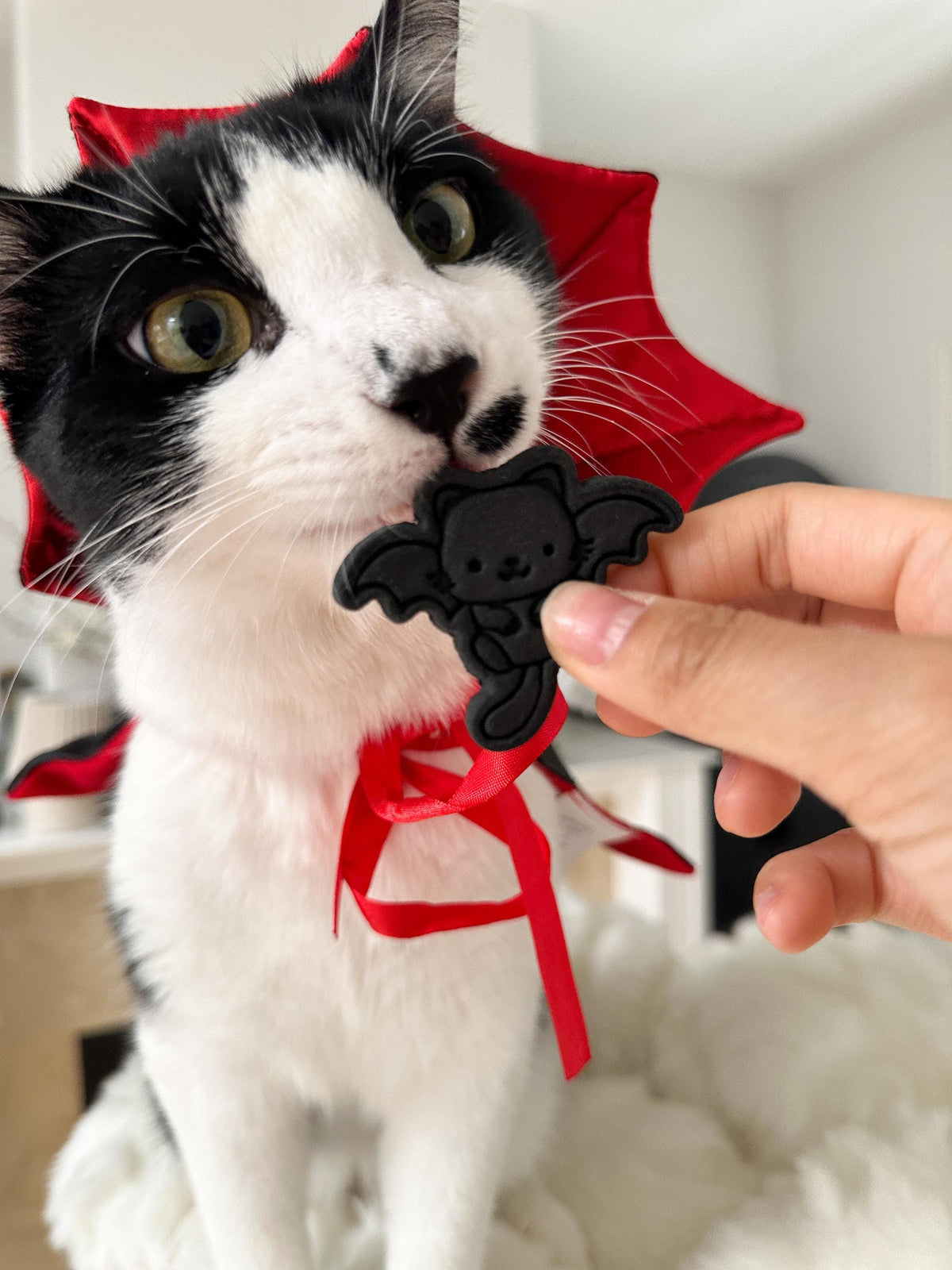 Halloween Cat Pet Treat 5 pcs
