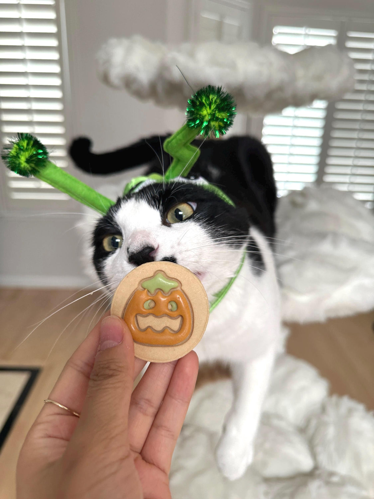 A cat an alien headband with antennas sniffing a frosted Halloween pilbury pumpkin cookie pet treat.