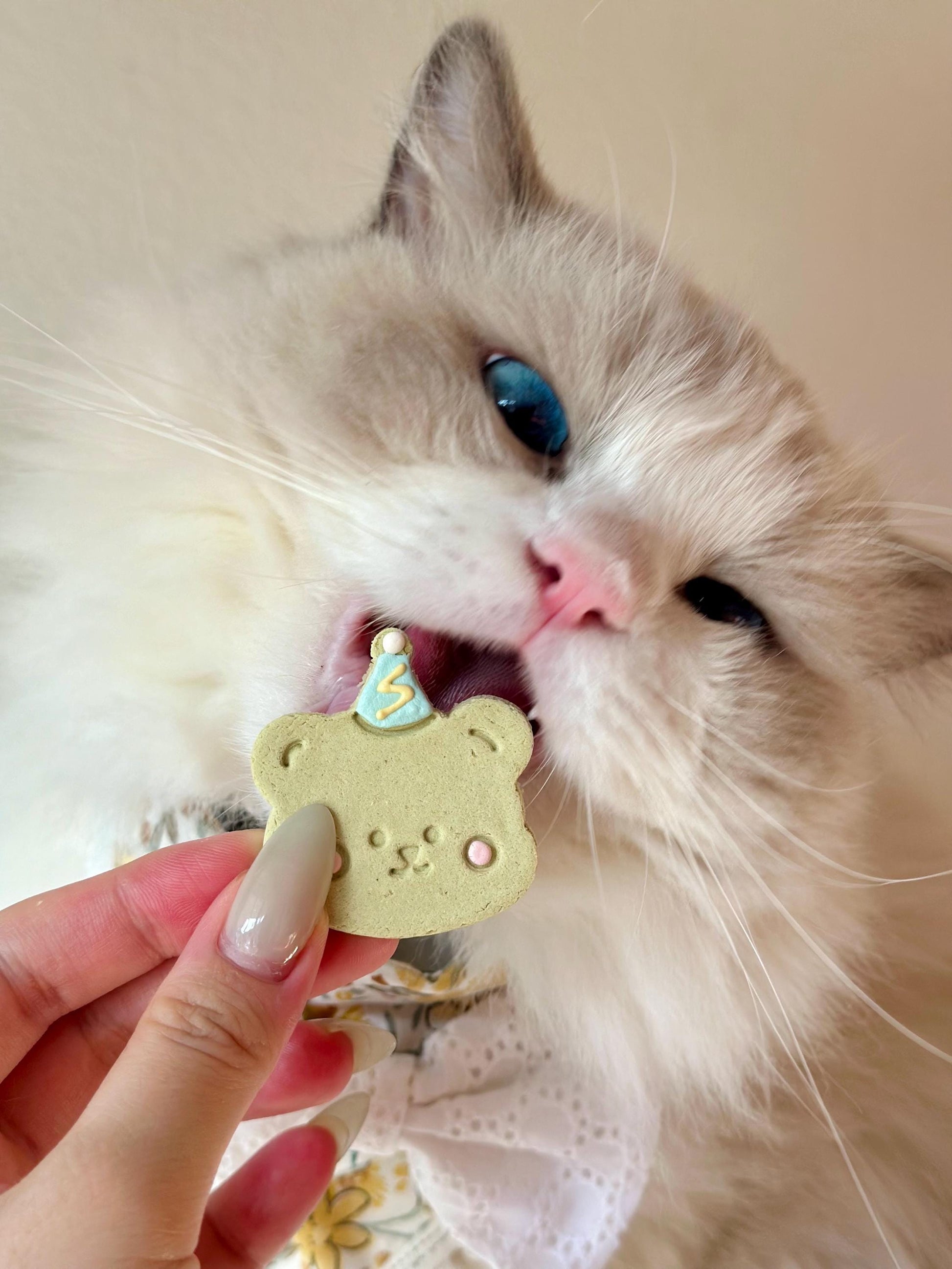 A fluffy, light beige Ragdoll cat with striking blue eyes is playfully eating a light green, bear-shaped cat treat. The treat is decorated with a small, light blue party hat and pink details, suggesting a birthday theme. The cat&#39;s fur is long and luxurious, and its expression is one of enjoyment. The treat appears to be a biscuit or cookie designed specifically for cats.