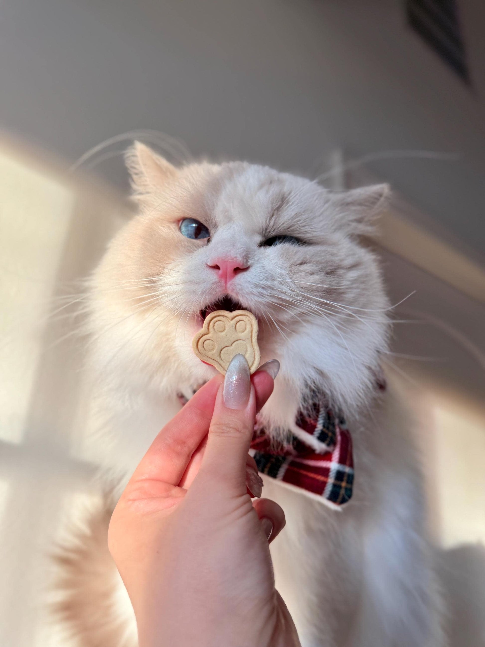 Cute Characters Variety Pet Treats 10 pcs