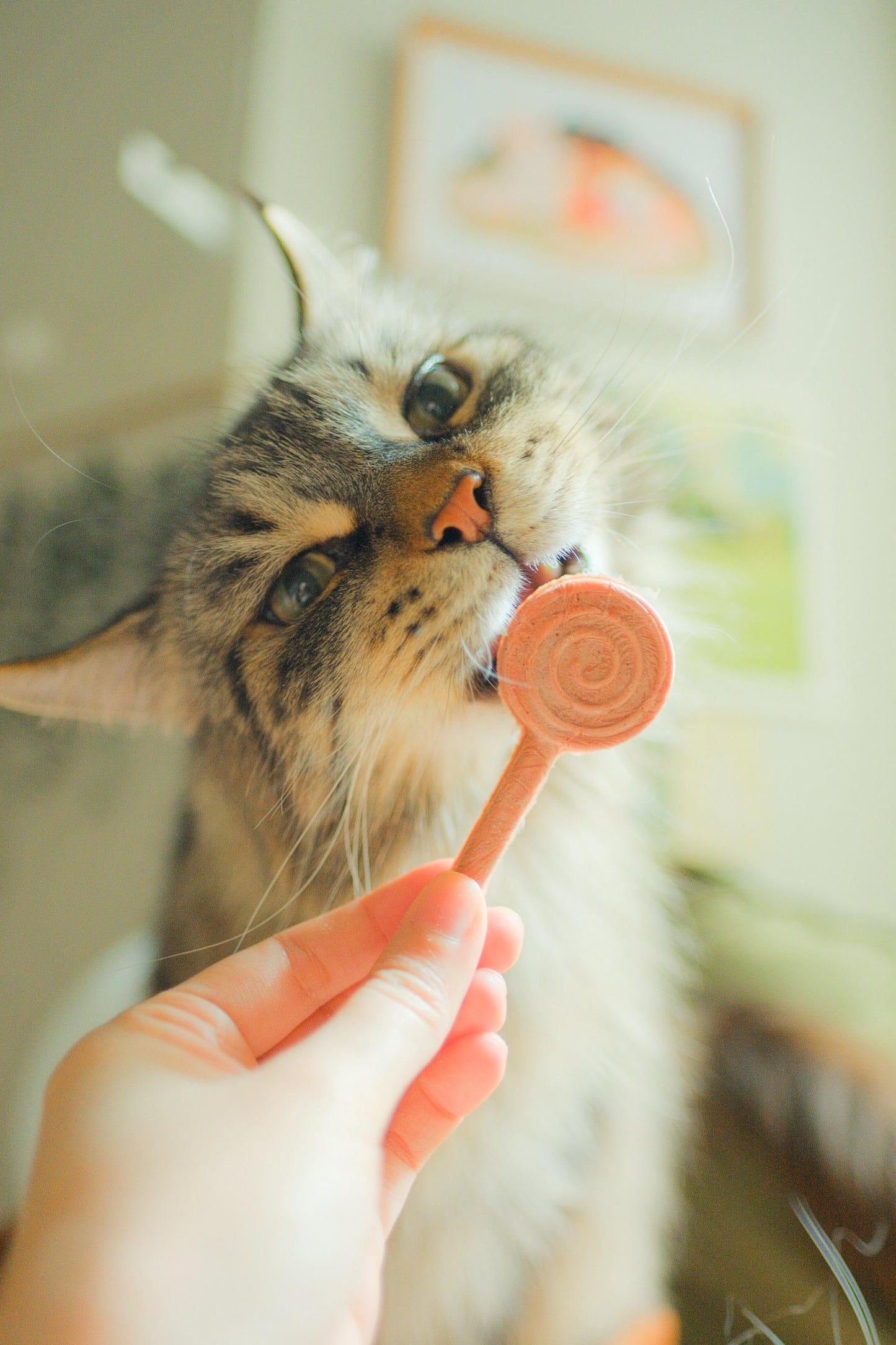 Freeze Dried Lollipops Pet Treats 8 pc