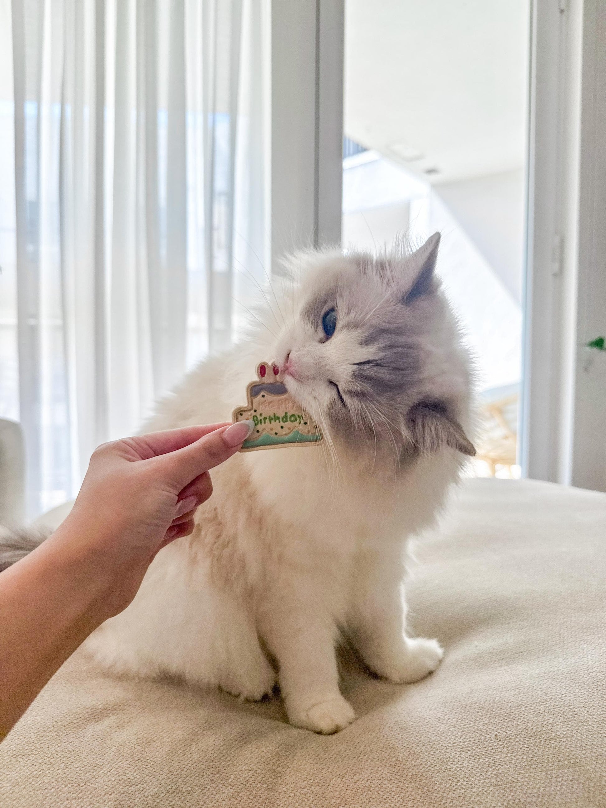 Pet Birthday Treat & Outfit Bundle