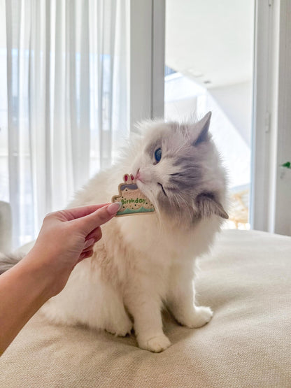 Pet Birthday Treat & Outfit Bundle