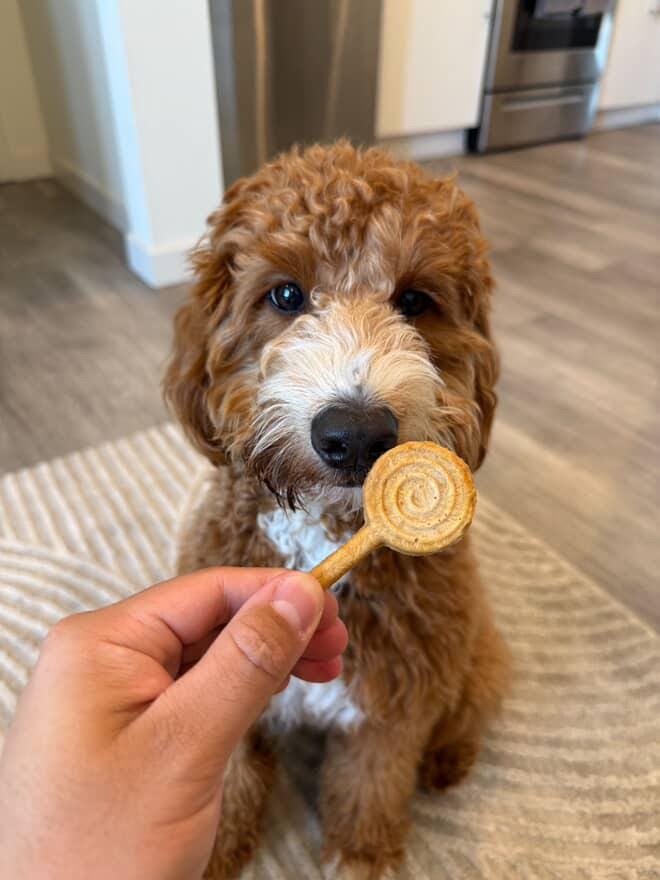 Freeze Dried Lollipops Pet Treats 8 pc