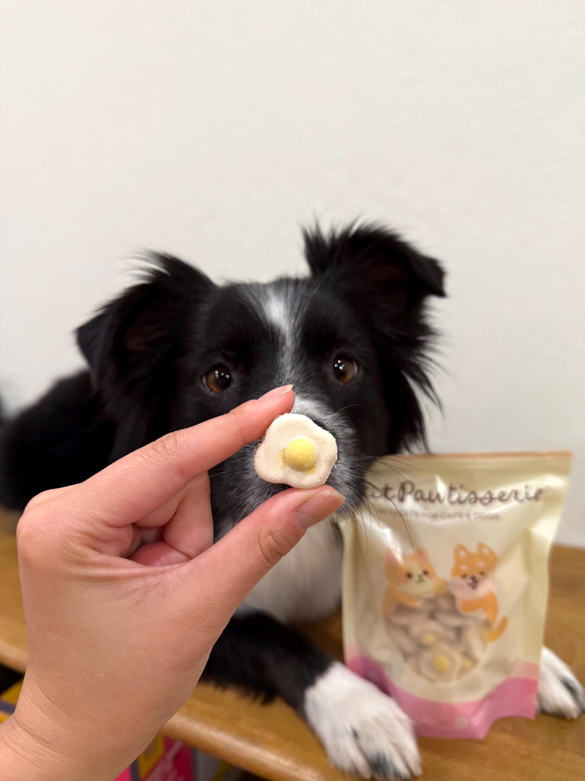 dog with Petit Pawtisserie freeze-dried egg pet treats – healthy, high-protein snacks for cats and dogs