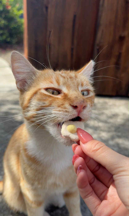 cat eating Petit Pawtisserie freeze-dried egg pet treats – healthy, high-protein snacks for cats and dogs