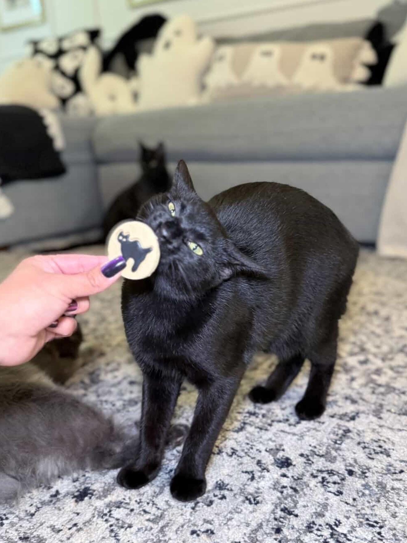 Halloween Pilsbury Cookie Pet Treats 3 pcs