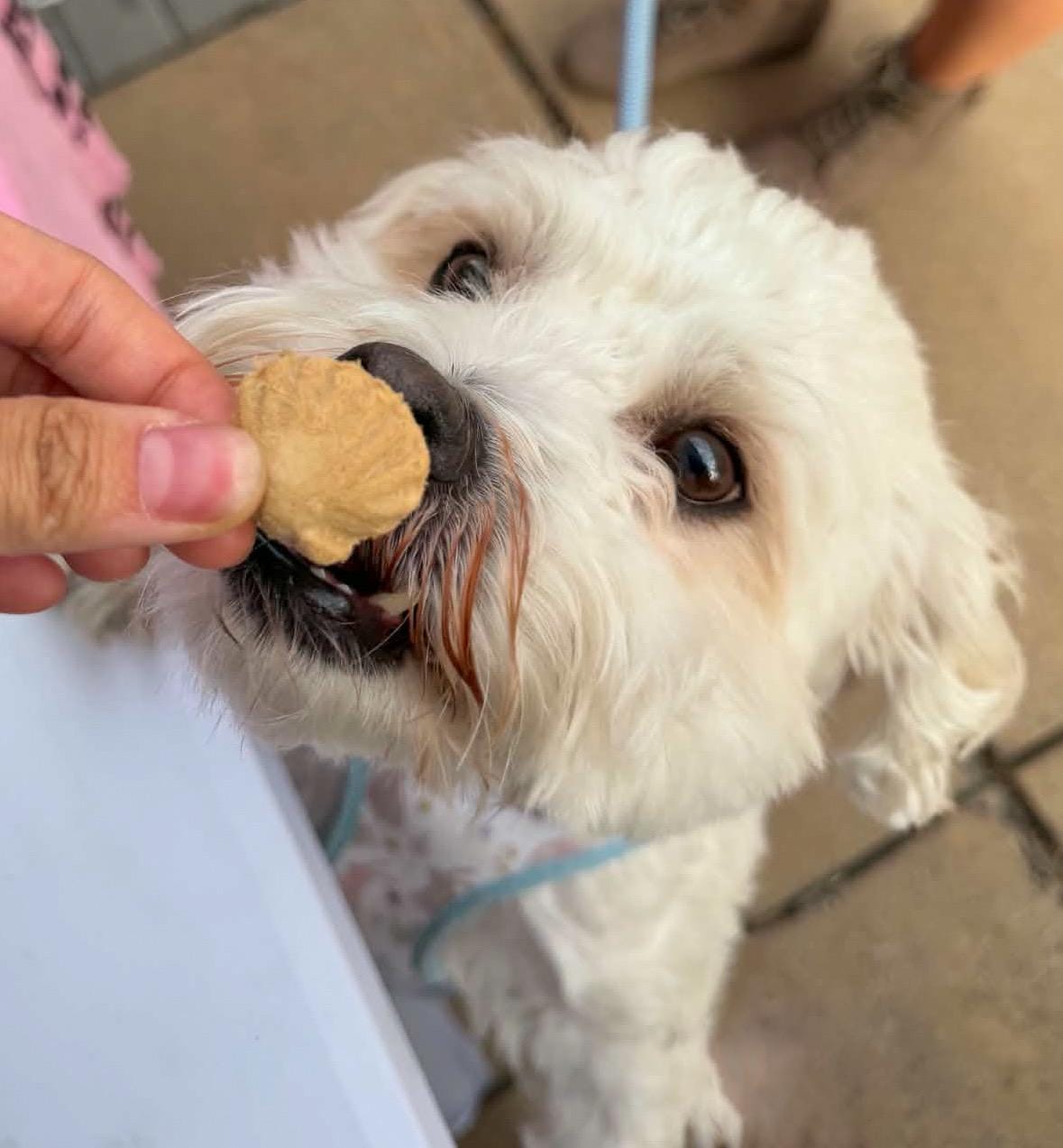 Freeze Dried Seashell Pet Treats 50g
