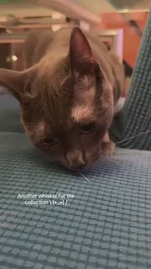 Handmade Magnetic Felt Cat Whisker Collector