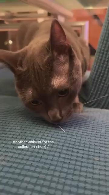 Handmade Magnetic Felt Cat Whisker Collector